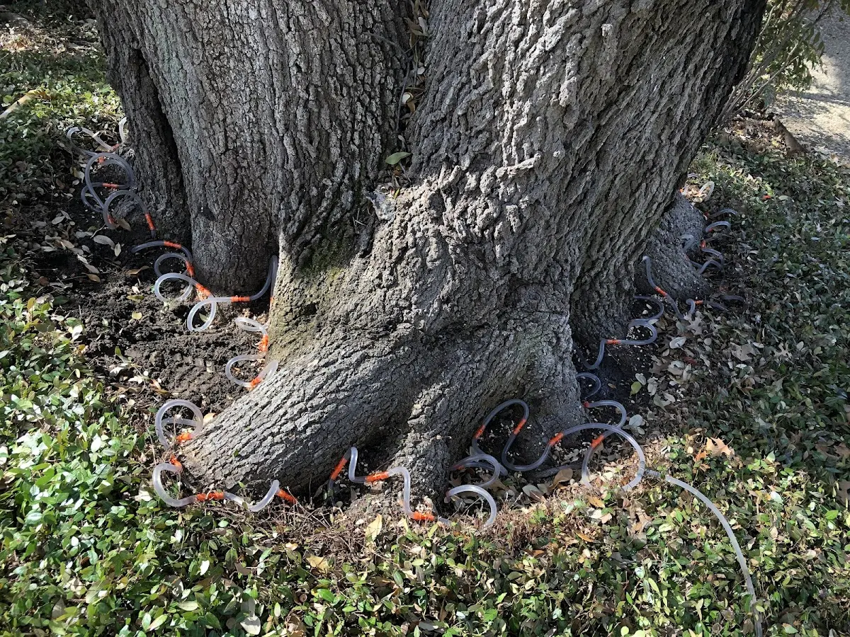 Detailed Tree Cabling and Bracing job site in Newtonville