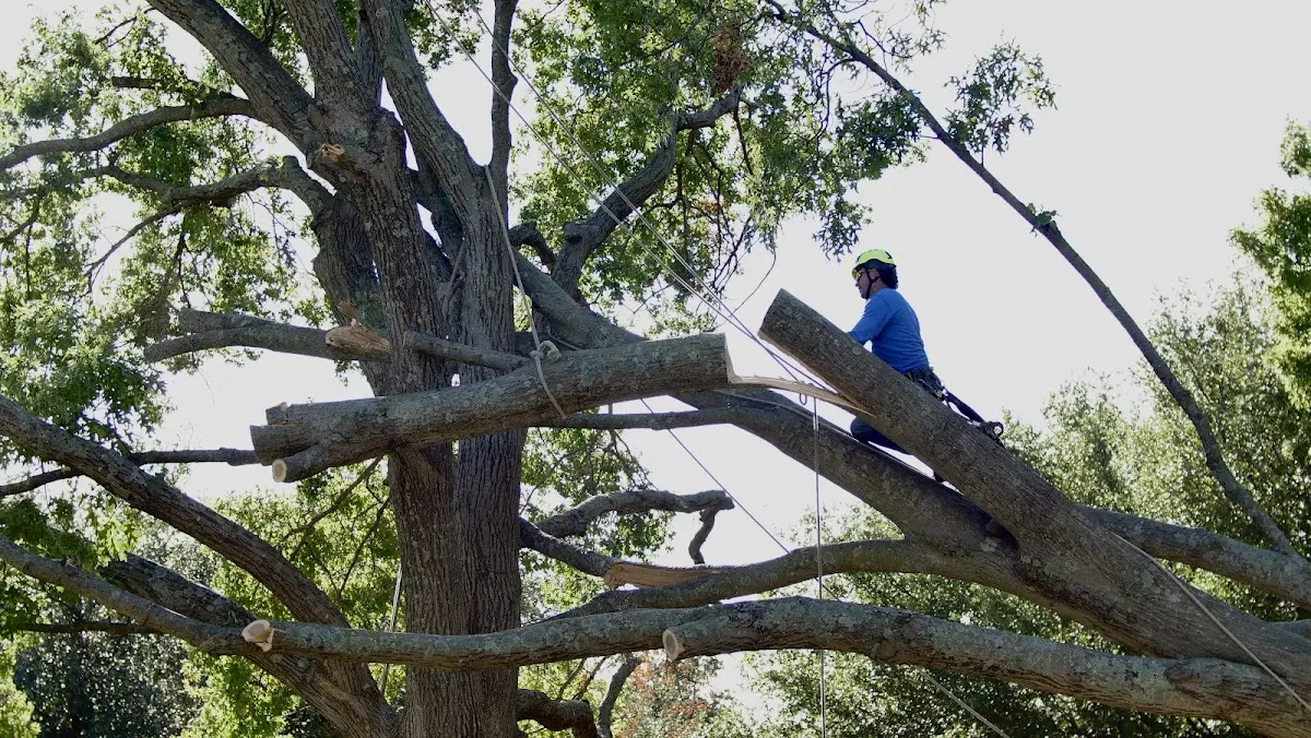 Professional Crown Thinning performed by certified arborists in Newtonville