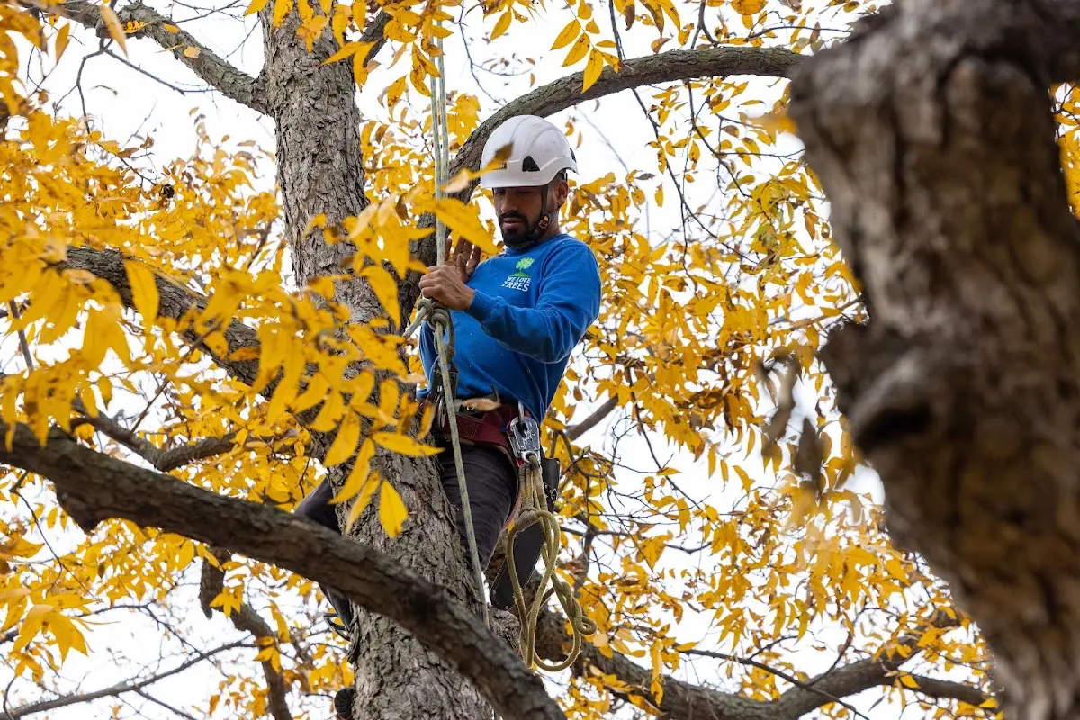 Skilled Tree Pruning crew working in Newtonville