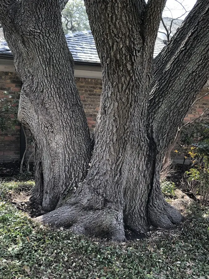 Mature heritage tree close to a Newtonville property cared for by certified arborists
